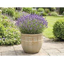 Lavendel i en planteringslåda i trädgården