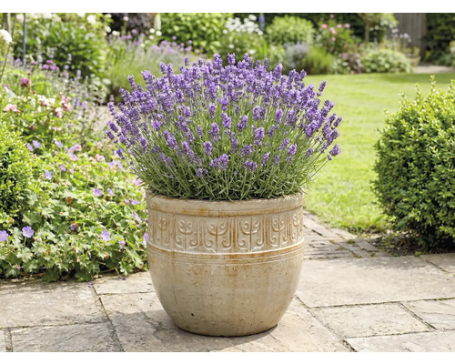 Lavendel i en planteringslåda i trädgården