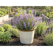 Blommande kattmynta i en kruka i trädgården.