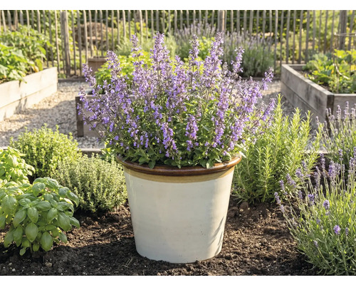 Blommande kattmynta i en kruka i trädgården.