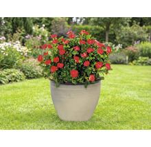 Krukväxtros med röda blommor i en keramisk planteringskärl i trädgården.