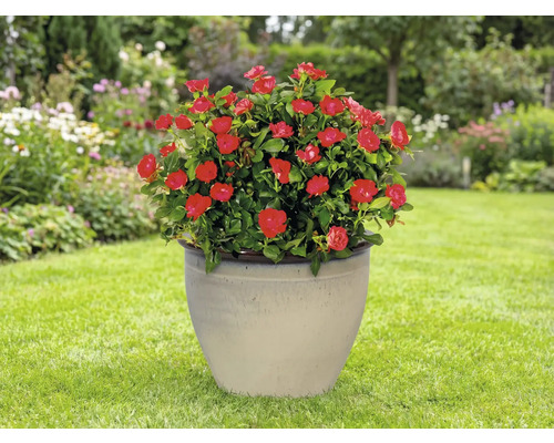 Krukväxtros med röda blommor i en keramisk planteringskärl i trädgården.