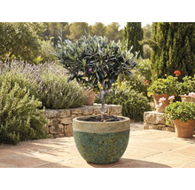 Olivträd i kruka i trädgården