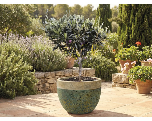 Olivträd i kruka i trädgården