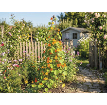 Trädgård med spaljé, planterad med blomsterkrass och ett trädgårdshus i bakgrunden.
