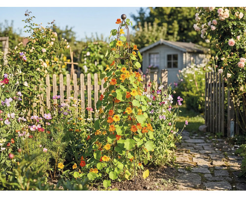 Trädgård med spaljé, planterad med blomsterkrass och ett trädgårdshus i bakgrunden.