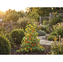 Trädgårdsvy med klätterväxter på ett stöd