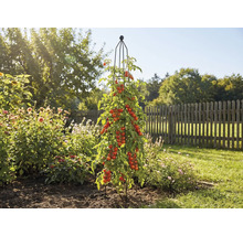 Tomatplanta med växtstöd i trädgården