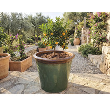 Kumquat-träd i stor planteringskärl utomhus