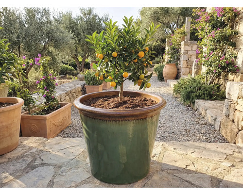 Kumquat-träd i stor planteringskärl utomhus