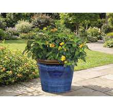 Blommande växt i blå kruka i trädgården