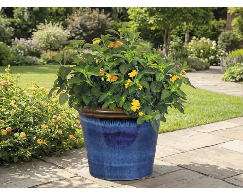 Blommande växt i blå kruka i trädgården