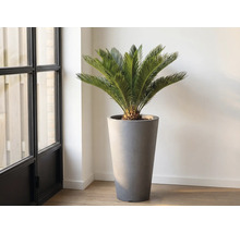 Zamiakalla i hög planteringskärl inomhus