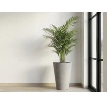 Inomhusväxt i kruka bredvid ett fönster