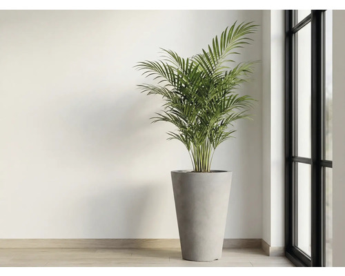 Inomhusväxt i kruka bredvid ett fönster