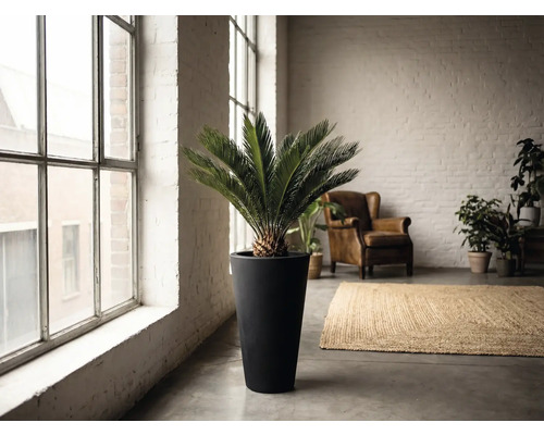 Interiör med zamiapalm i hög planteringskärl, fåtölj och matta