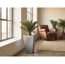 Scen av ett vardagsrum med en cylindrisk blomkruka inklusive växt, fåtölj och matta.