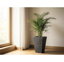 Rum med fönster, gardin och arecapalm i en blomkruka