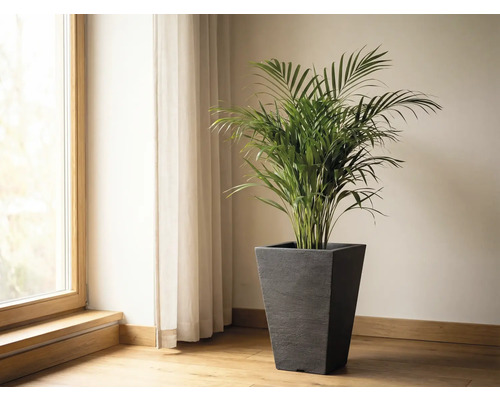 Rum med fönster, gardin och arecapalm i en blomkruka