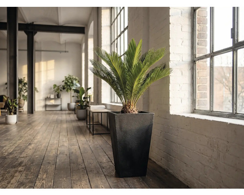 Rum med en Zamiaceae-växt i en planteringskruka