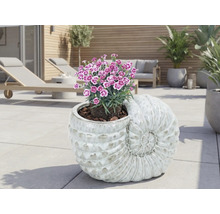 Dekorativ planteringskruka i form av ett snäckskal med blommande växter på en terrass