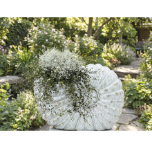 Blomsterbädd planterad med dekorationsobjekt i form av ett skal