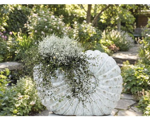 Blomsterbädd planterad med dekorationsobjekt i form av ett skal