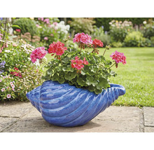 Pelargoner i en blå snäckformad blomkruka i trädgården.