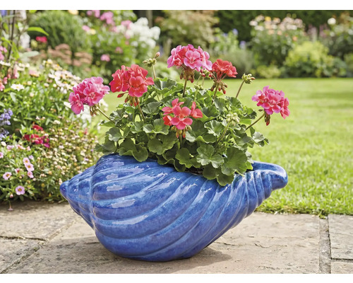 Pelargoner i en blå snäckformad blomkruka i trädgården.