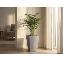 Inomhusväxt i en grå, konisk planteringskruka i ett ljust rum.