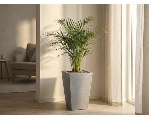 Inomhusväxt i en grå, konisk planteringskruka i ett ljust rum.