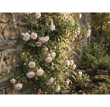 Klätterros på en stenmur med spaljé