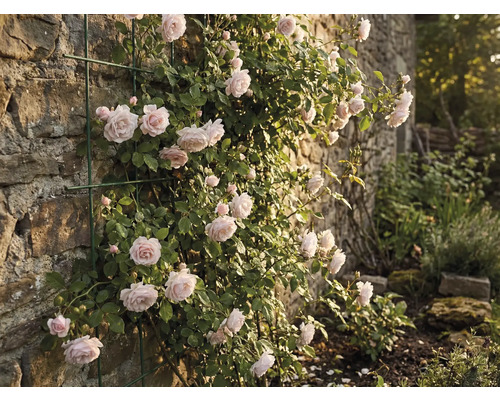 Klätterros på en stenmur med spaljé