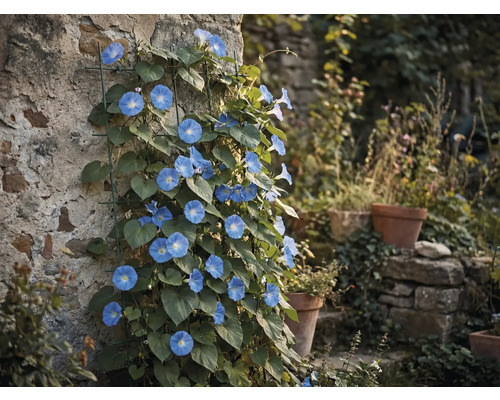Blå blommande blomman för dagen på en stenmur med spaljé