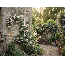 Trädgårdsmur med rosor och spaljé samt trädgårdsredskap