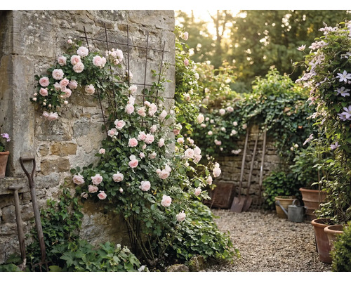 Trädgårdsmur med rosor och spaljé samt trädgårdsredskap