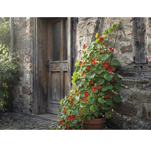 Blomkruka med blomsterkrasse mot en husvägg med trädörr