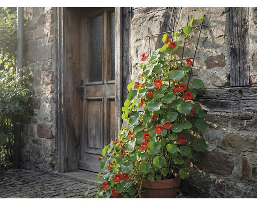 Blomkruka med blomsterkrasse mot en husvägg med trädörr