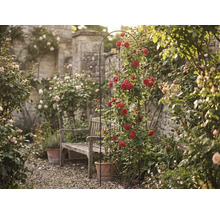 Trädgårdsutsikt med rosenbåge, träbänk och stenmur i bakgrunden.