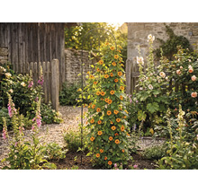 Trädgård med klätterväxt på spaljé, omgiven av olika blommor och växter framför trästaket och stenmur