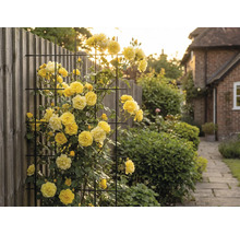Gula klätterrosor på ett metallgaller i trädgården