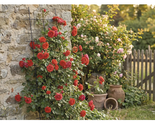 Klätterros på husvägg med spaljé i trädgården.