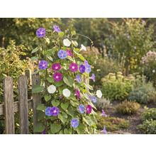 Trädgårdsutsikt med staket och klätterväxt med färgglada blommor