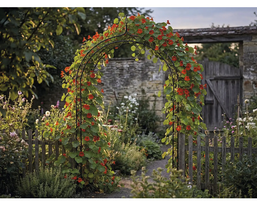 Trädgårdsvy med rosenbåge, bevuxen med blomsterkrasse