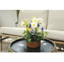 Blomsterarrangemang med påskliljor, pärlhyacinter och prästkragar i en brun kruka på ett bord