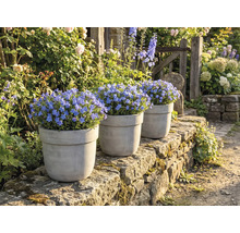 Tre krukor med blommande blå förgätmigejväxter på en stenmur i en trädgård.