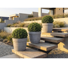 Tre buxbommar i krukor på en utomhustrappa i en trädgård.