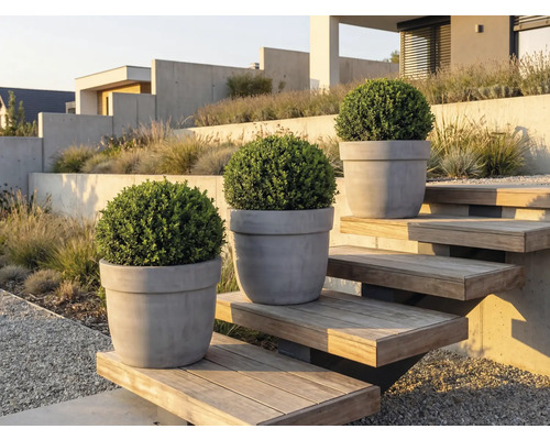 Tre buxbommar i krukor på en utomhustrappa i en trädgård.