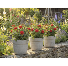 Tre rosor i krukor på en mur i en trädgård.