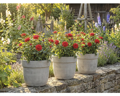 Tre rosor i krukor på en mur i en trädgård.